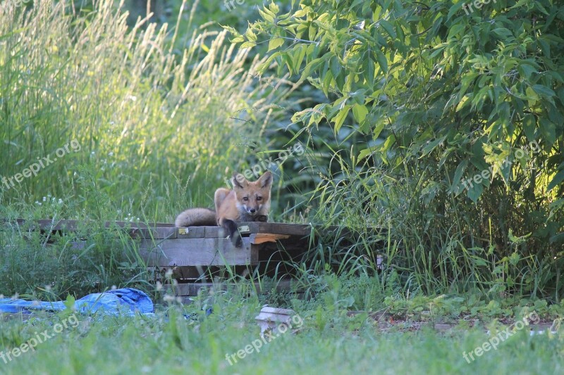 Fox Nature Wild Red Cute