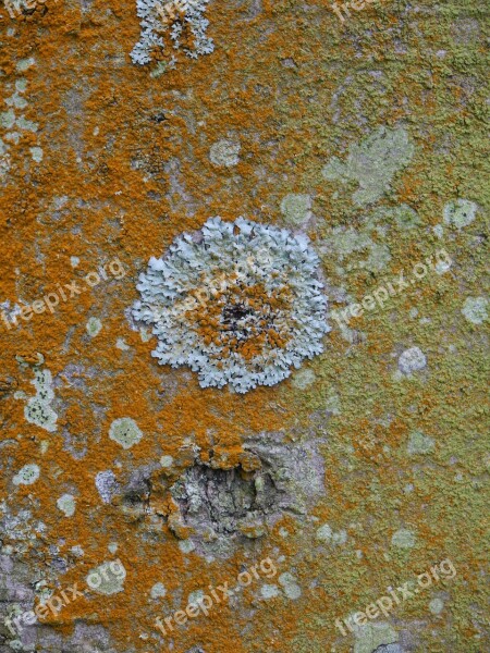 Lichen Bark Tree Natural Lichenology