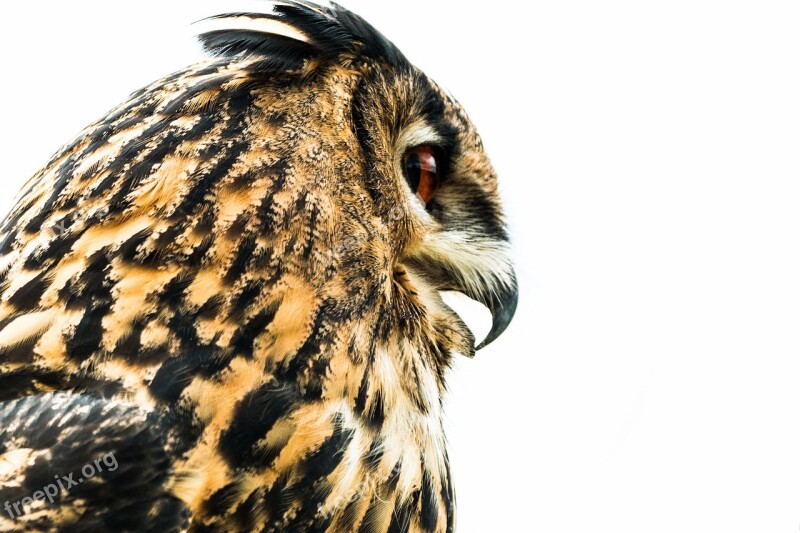 Eagle Owl Bubo Bubo Owl Bird Feather