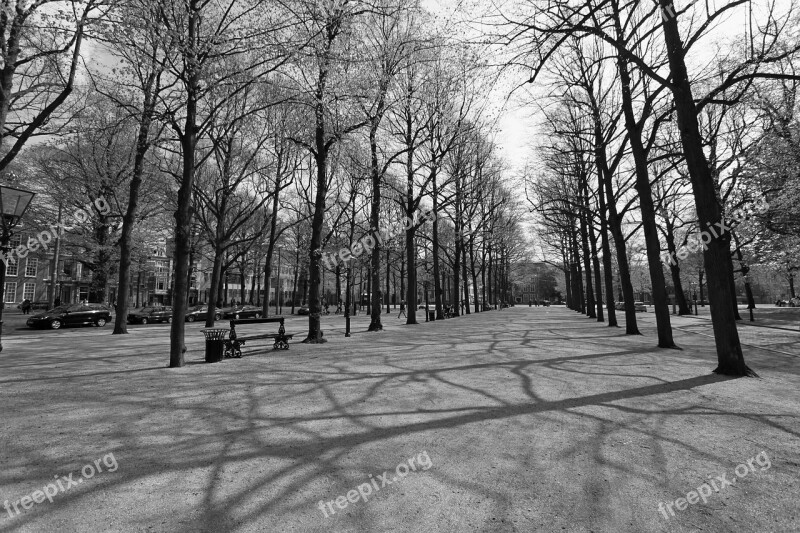 Long Voorhout The Hague Hofstad Free Photos