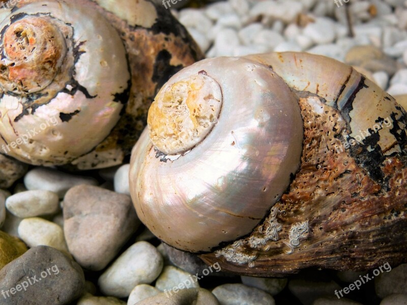 Shell Snail Casing Mother Of Pearl Close Up