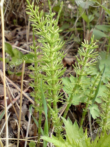 Horsetail Grass Plant Nature Spring