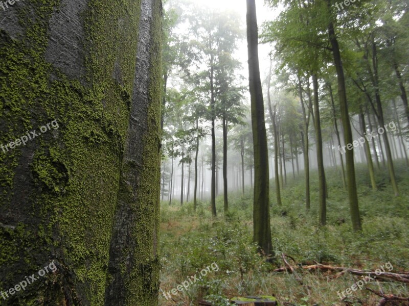 Forest Fog Trees Nature Colourless