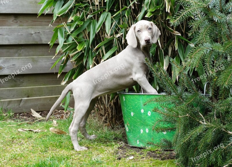 Weimaraner German Hound Dog Remote Access Puppy