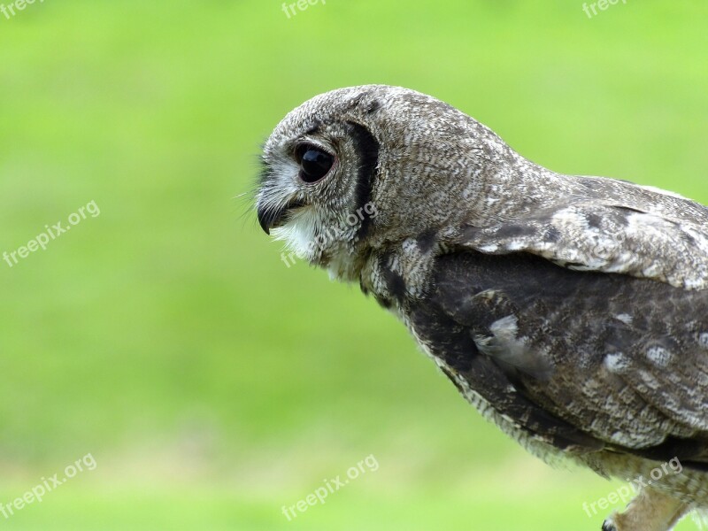 Owl Bird Animal Nature Portrait