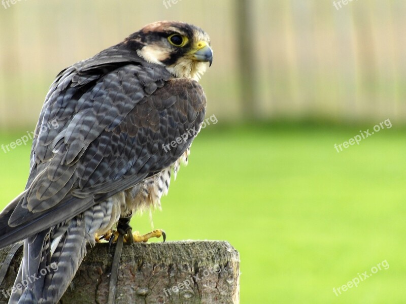 Lanner Falcon Bird Beak Predator