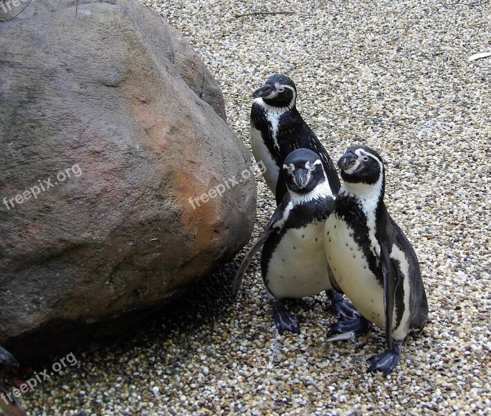 Penguins Trio Nature Three Animals