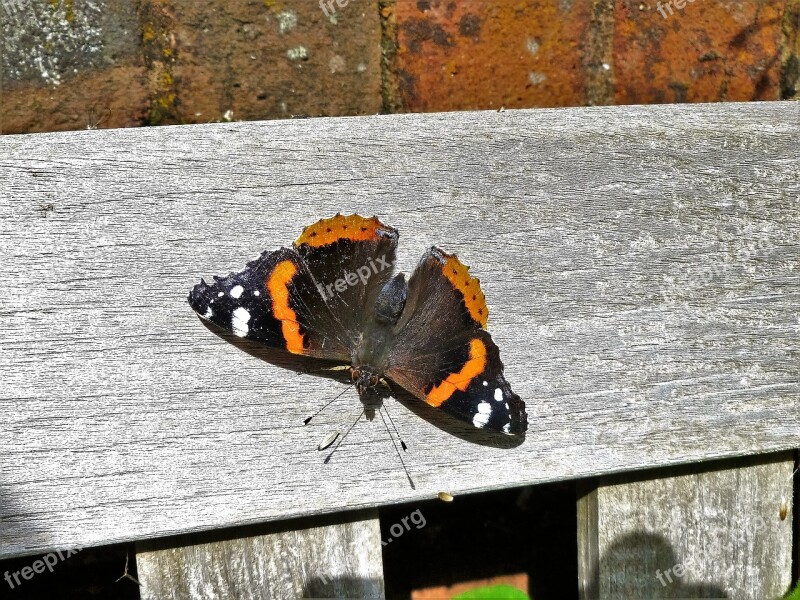 Red Admiral Butterfly Admiral Red Insect