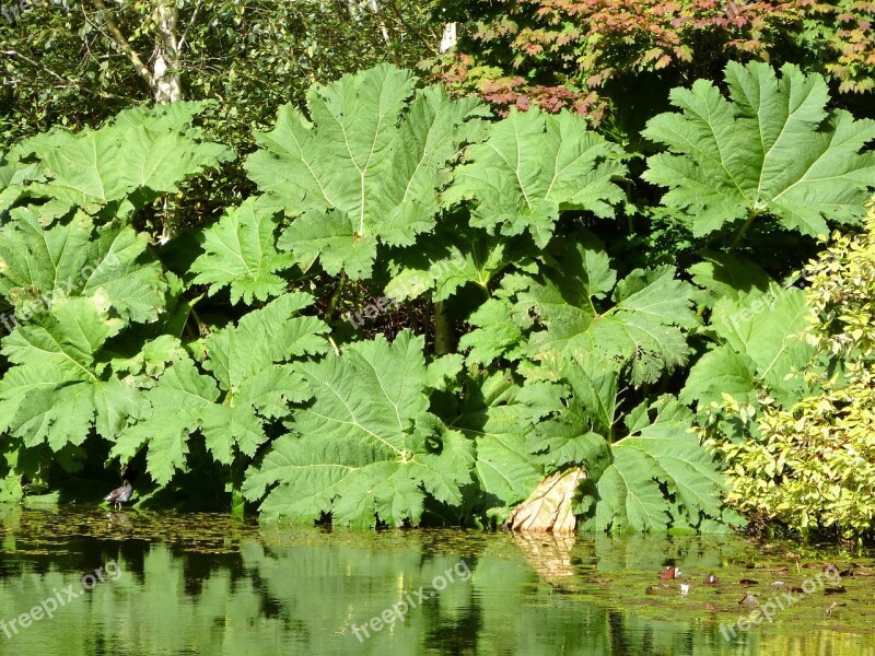 Gunnera Manicata Leaf Big Leaf Plant Giant Gunnera