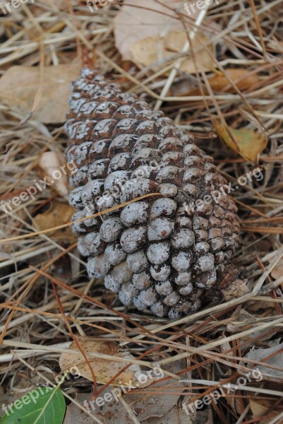 Pine Cone Nature Cone Brown Pine