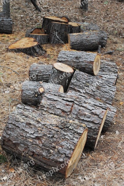 Tree Logs Lumber Wood Forest