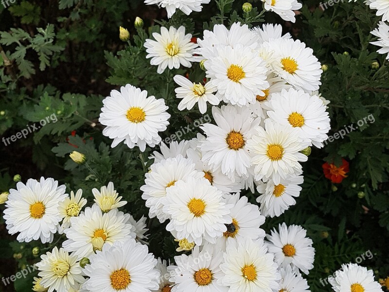 Fall Flowers Chrysanthemum Flowers Flower Wallpaper Background Photo