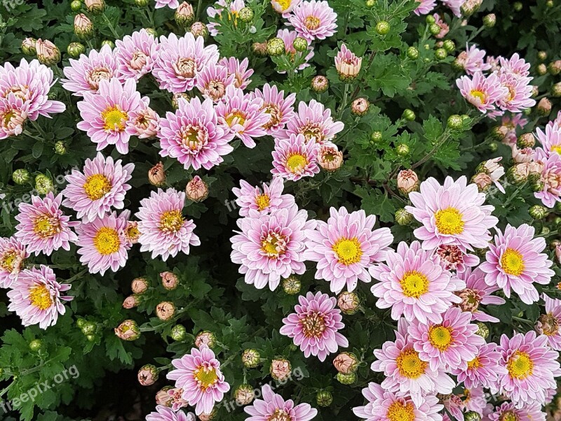 Autumn Chrysanthemum Flowers Wildflower Asteraceae