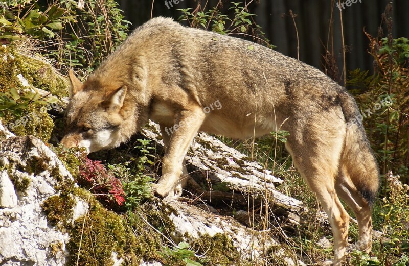 Wolf Wild Animal Wildlife Park European Wolf Pack Animal