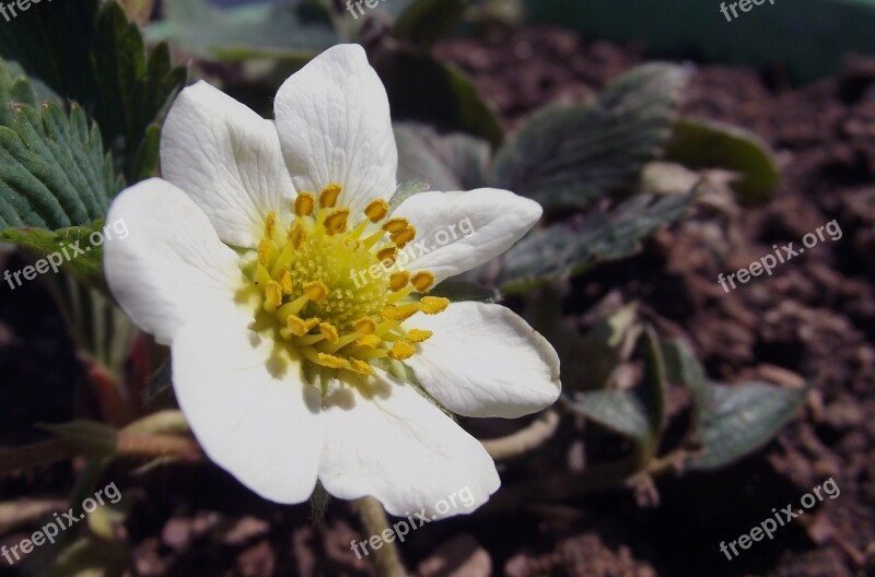 Flower Strawberry Flower White Macro Close