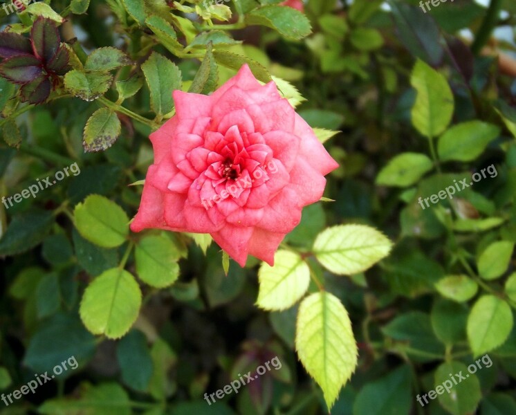 Rose Pink Pink Roses Macro Close