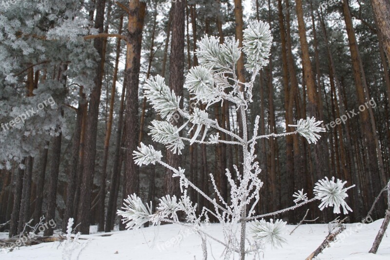 Winter Nature Landscape Snow Trees