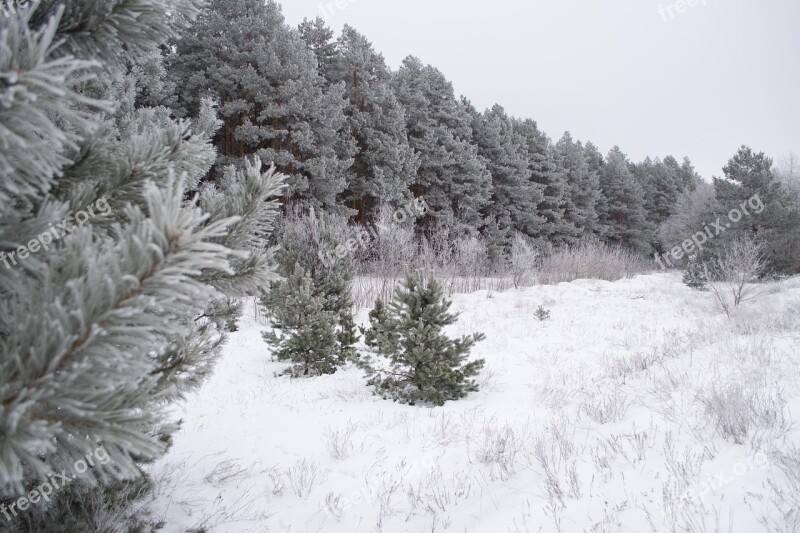 Winter Nature Landscape Snow Trees