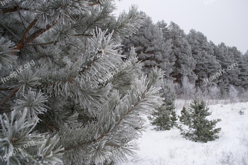 Winter Nature Landscape Snow Trees