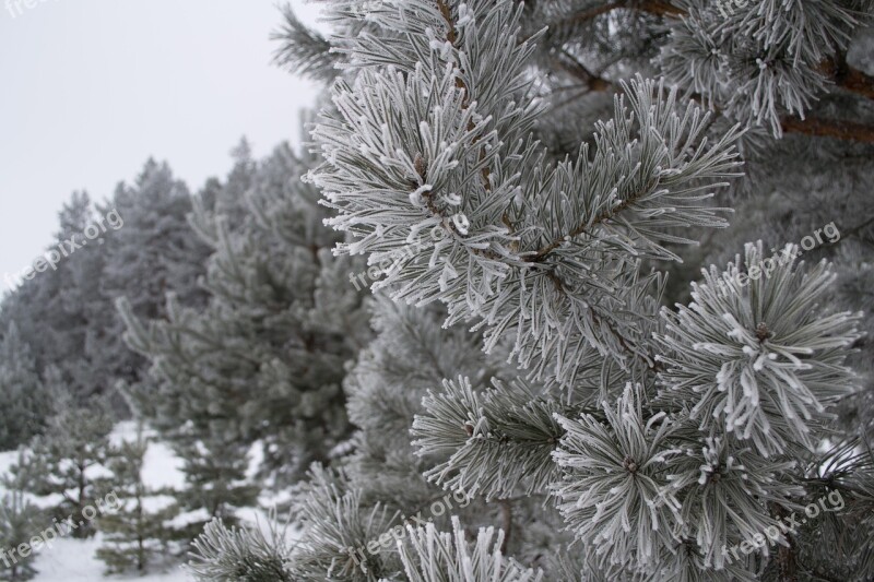 Winter Nature Landscape Snow Trees