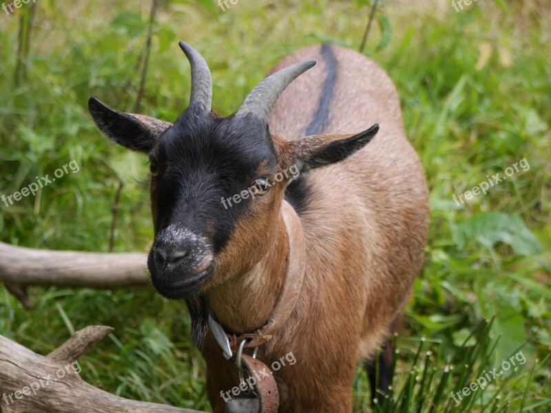 Goat Kid Animal Mammal Farm