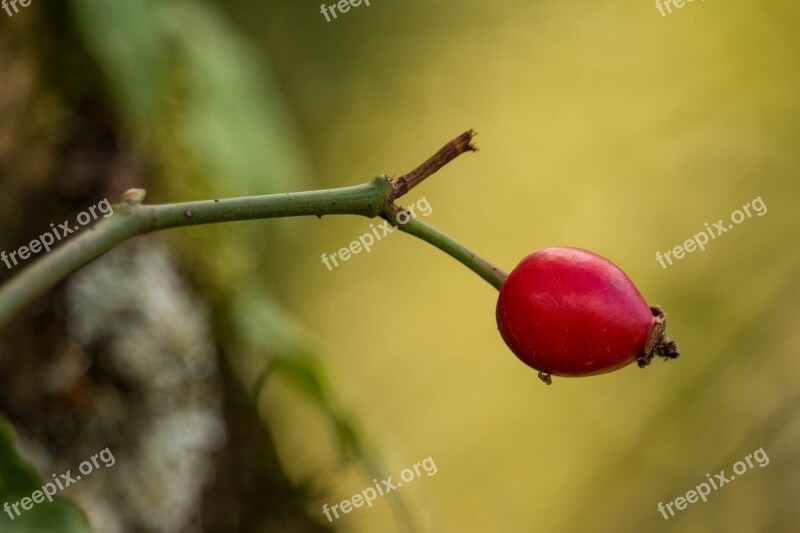 Rose Hip Red Orange Close Up Nature