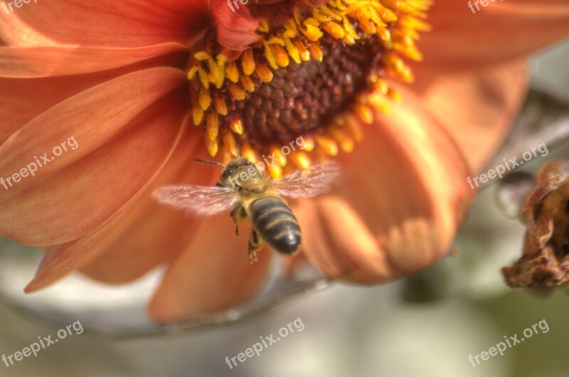 Bee Flower Orange Garden Insect