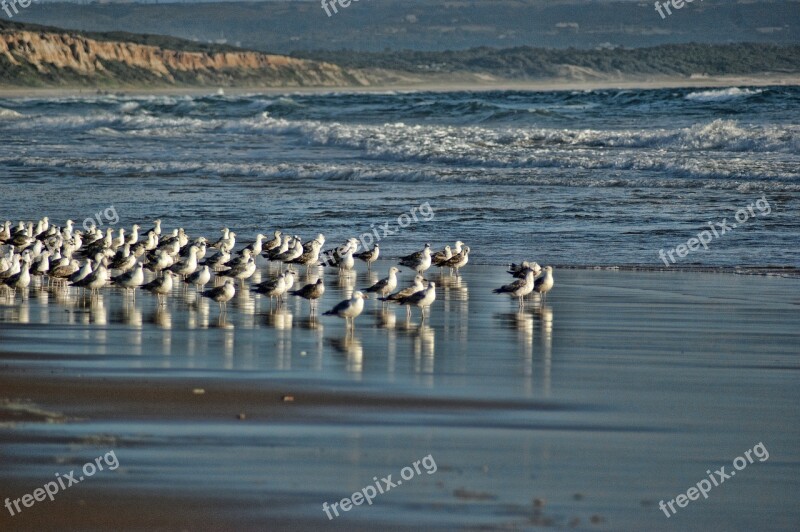 Seagulls Beach Blue Mar Water