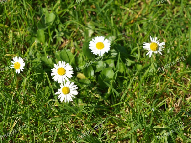 Daisy Meadow Garden Flower Meadow Wildflowers