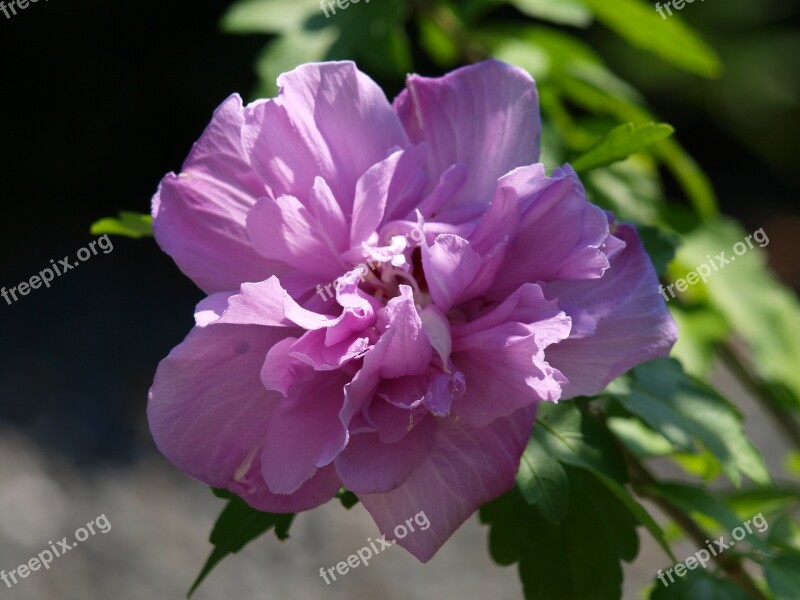 Hibiscus Blossom Bloom Close Up Plant