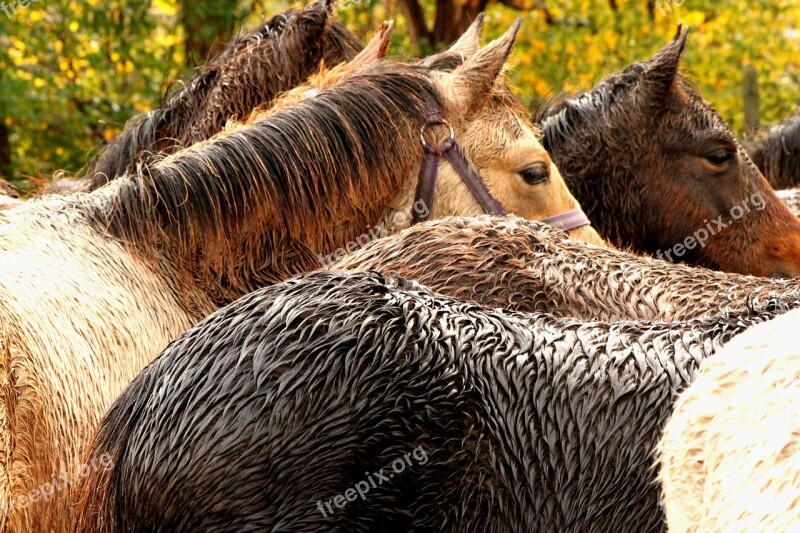 Sodden Wet Horses Harderwijk Free Photos