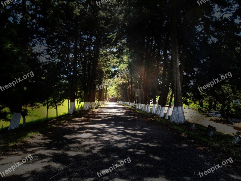 Path Street Forest Via Lane