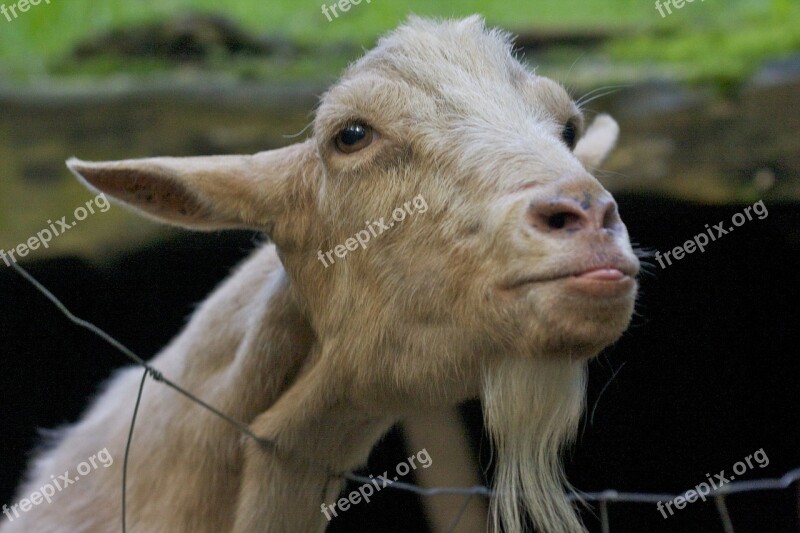 Goat Animal White Goat Animal Enclosures Domestic Goat