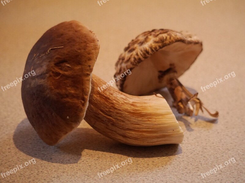 Bolete Mushroom Fungi Edible Boletus