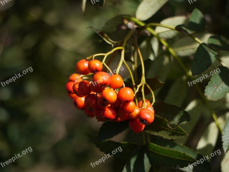 Berries Rowan Season Red Plant