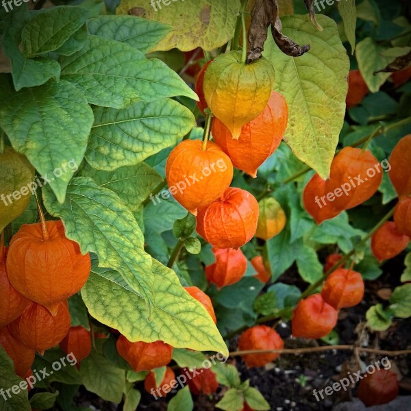 Nature Ornamental Plant Lampionblume Red Orange Green Flowers Phsalis Alkekengi