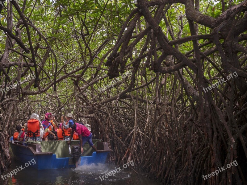 Mangrove Sri Lanka Forest Nature Tropical