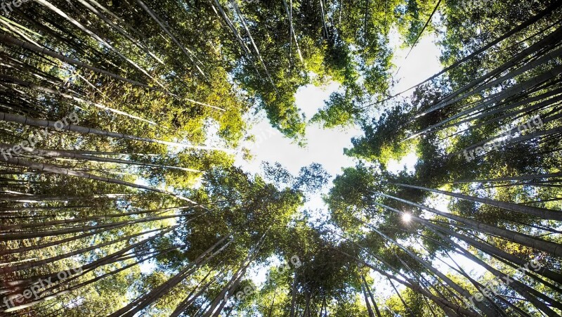 Bamboo Bamboo Forest Japan Nature Green