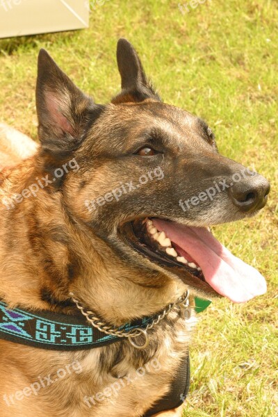 Dog Guard Dog Shepherd Portrait Free Photos