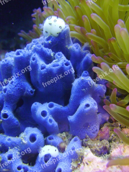 Underwater White Slug Nudibranch Aquatic