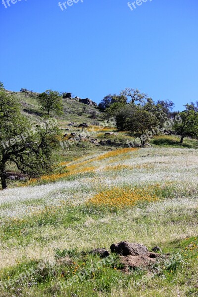 Wildflowers Blue Sky Oak Sky Nature