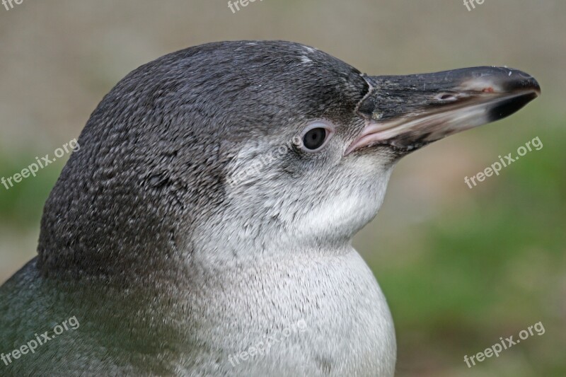 Penguin Humboldt Penguin Young Animal Bird Water Bird