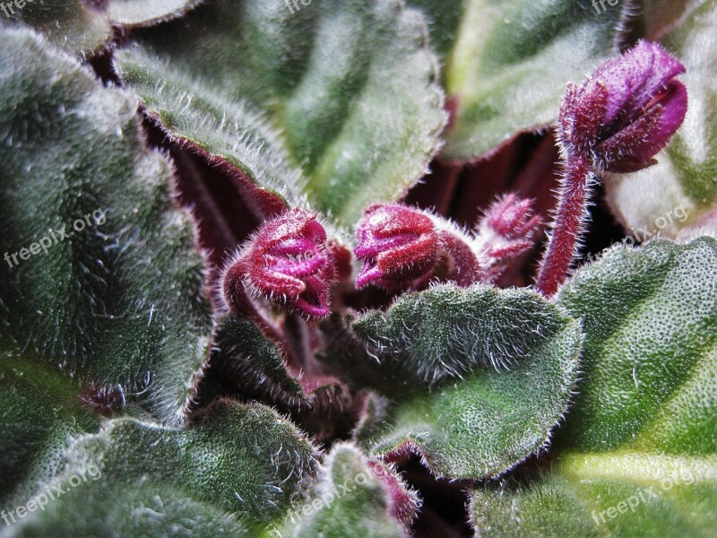 Usambara Buds Purple Leaves African Violets Saintpaulia