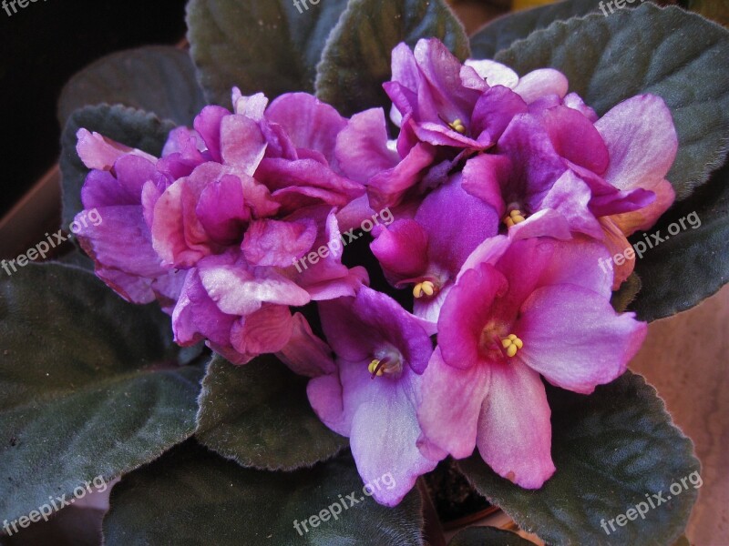 African Violets Saintpaulia Purple Flowering Plant African Violet