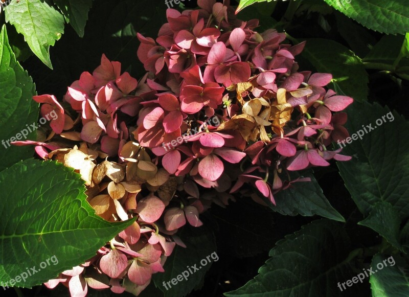 Hydrangea Autumn Flower Genus Ornamental Shrubs Greenhouse Hydrangea