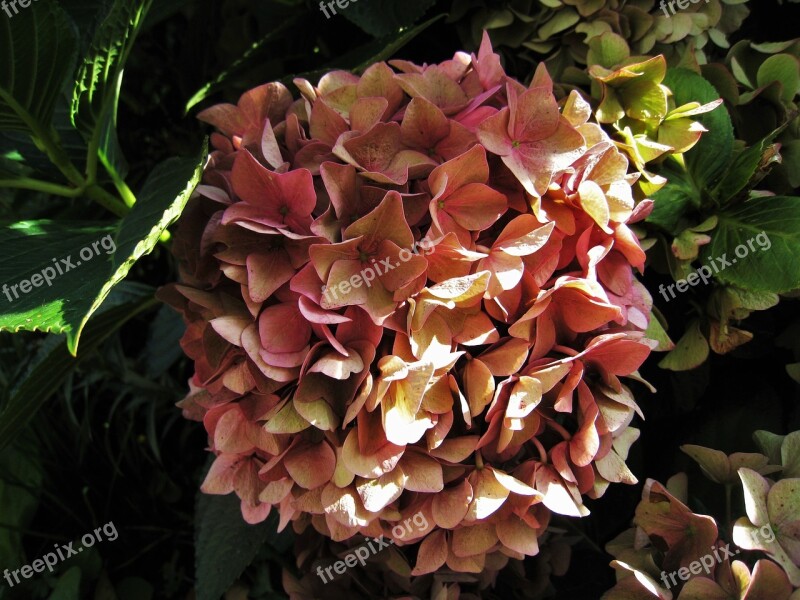 Hydrangea Dusky Pink Autumn Autumn Flower Genus