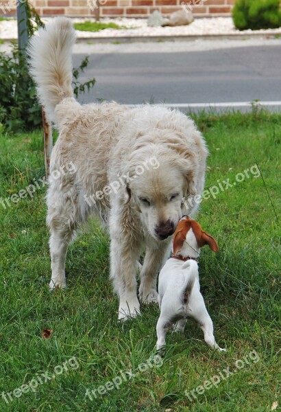 Small And Large Two Dogs Welcome Big And Small Puppy