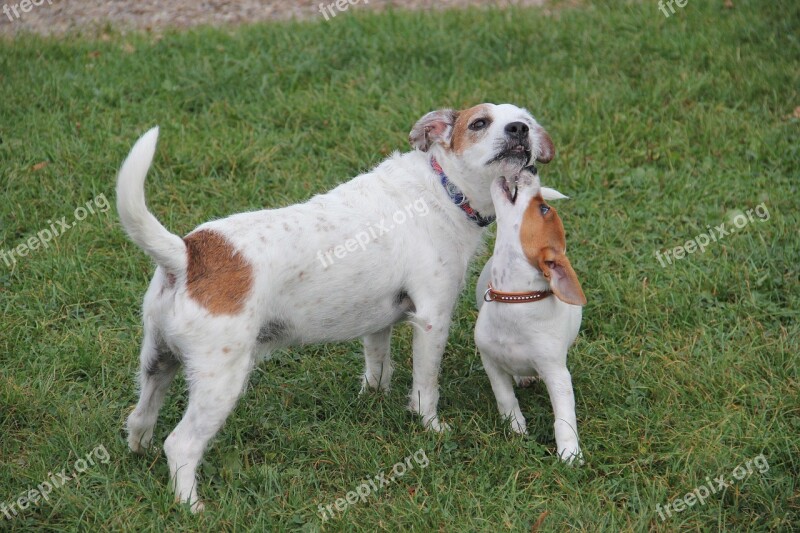 Jack Russel Terrier Play Puppy Photo Young Dog Playing Dogs