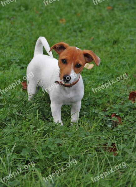 Jack-russel Puppy Dog Puppy Quite Young Small Dog Animal Photo