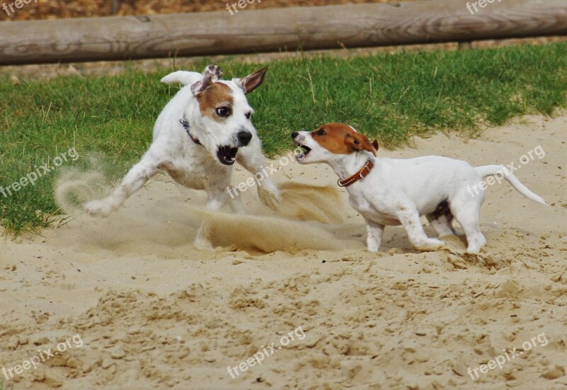 Playing Dogs Jack Russel Terrier Dogs Dog Puppy